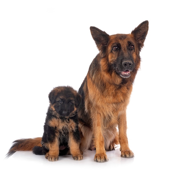 Puppy german shepherd and adult