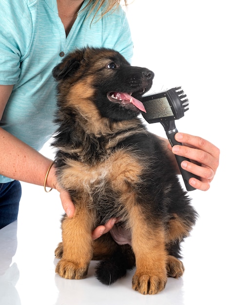 Puppy german shepherd