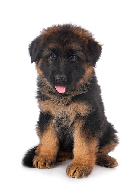 Puppy german shepherd