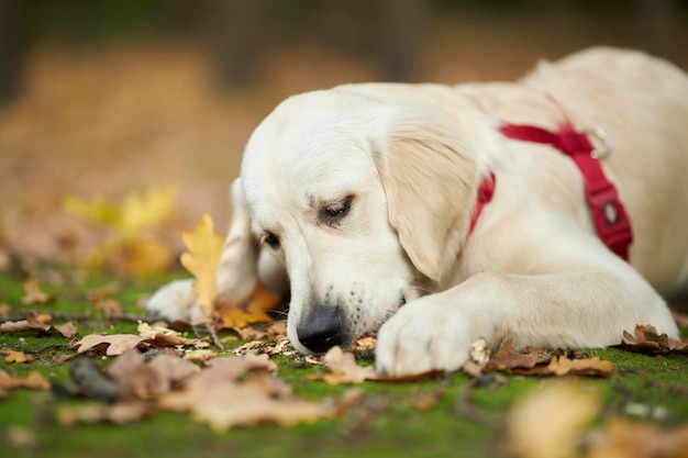 A puppy of a golden retriever lies on a lawn in a park in autumn. a golden retriever dog puppy.