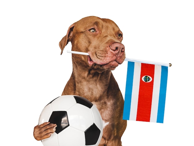 Puppy holding national flag of Costa Rica