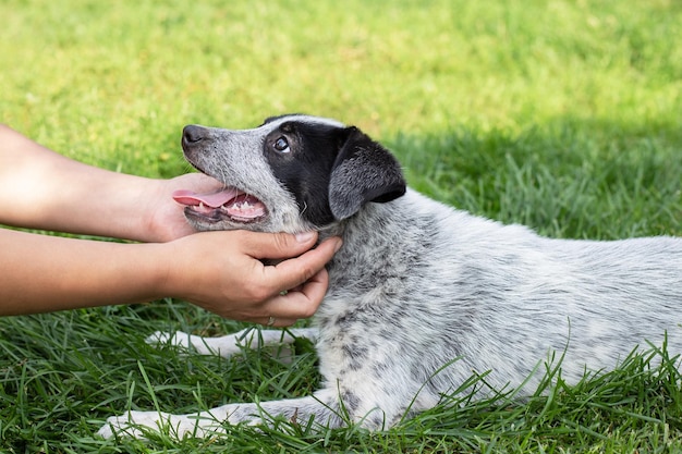 A puppy and human hands on a background of green grass.