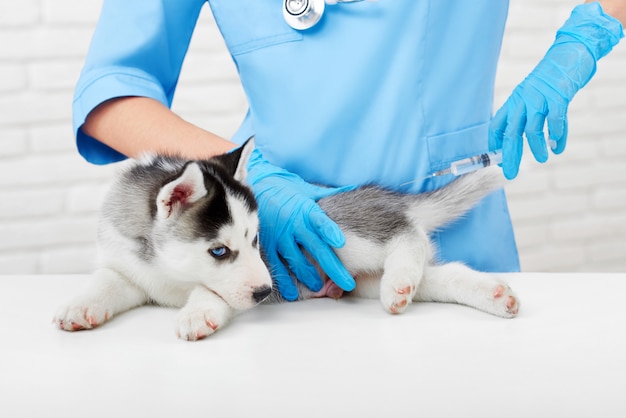 Puppy of husky dog with gray fur and blue eyes, lying on table in modern vet clinic, sadly. Professional veterinarian doing injection with prick, caring about puppy. Vet concept.