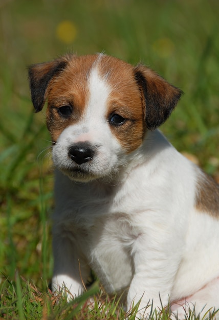 Puppy jack russel terrier