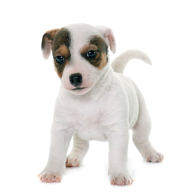 puppy jack russel terrier