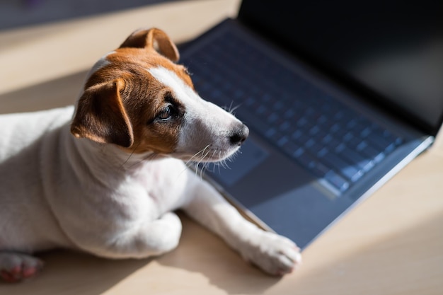 Puppy Jack Russell Terrier works at a laptop A spoiled pet lies by a portable computer Humor is a metaphor for the remote work of a programmer