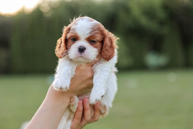 Puppy King Charles Spaniel on his hands against the background of nature