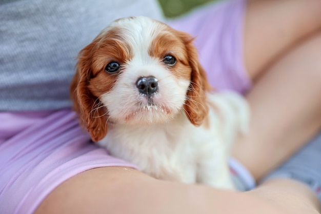 Puppy King Charles Spaniel plays with a child in the hot summer