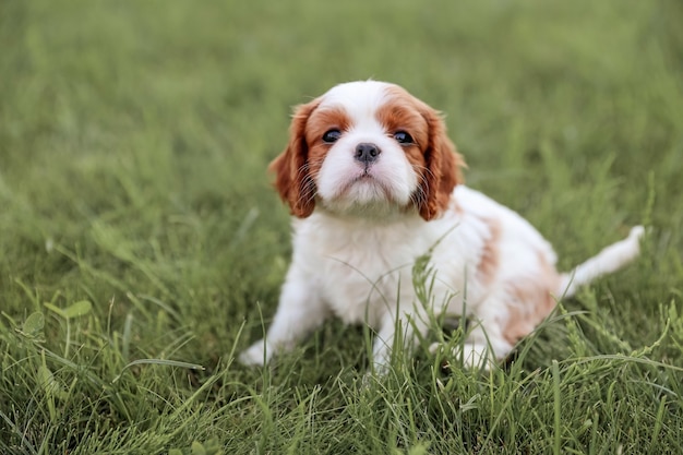 Puppy King Charles Spaniel sits on the grass in the hot summer