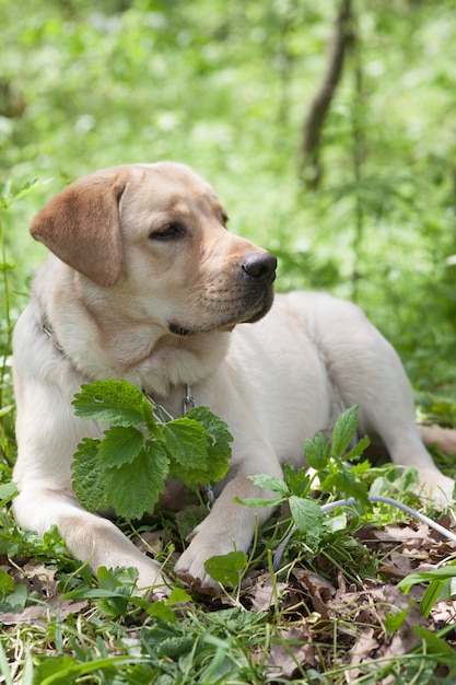 Puppy Labrador resting in the woods