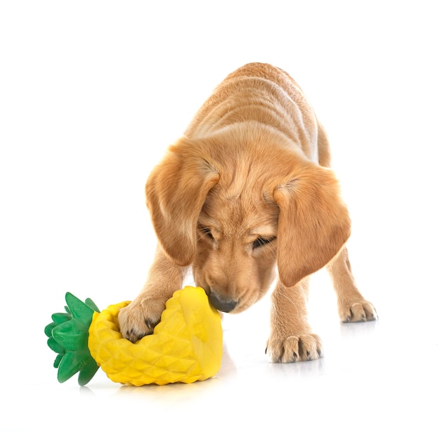 Puppy labrador retriever