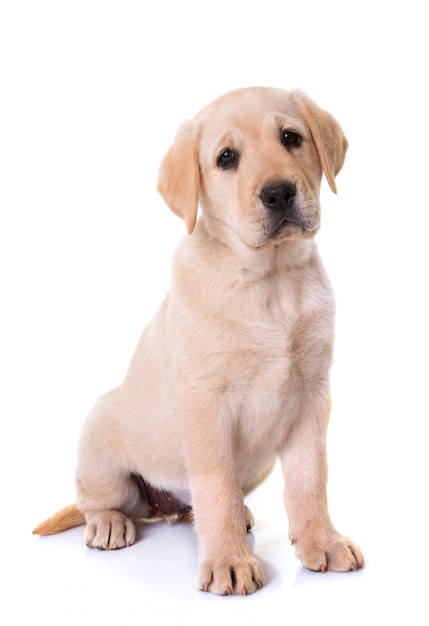 puppy labrador retriever