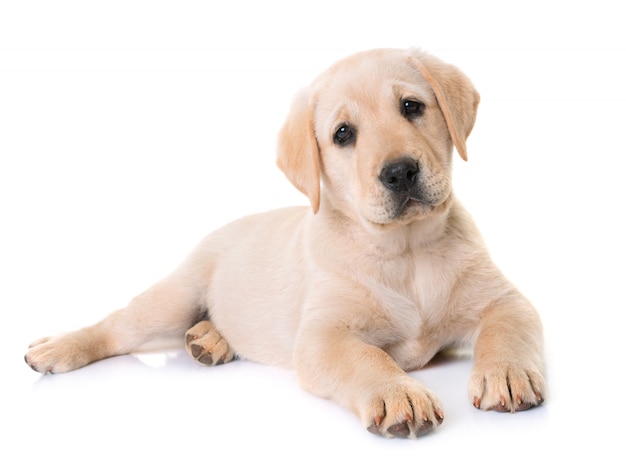 puppy labrador retriever