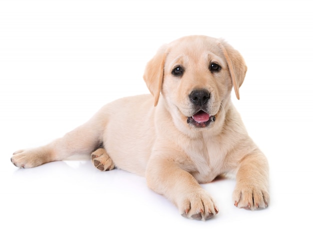 puppy labrador retriever