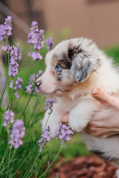 A puppy in a lavender field