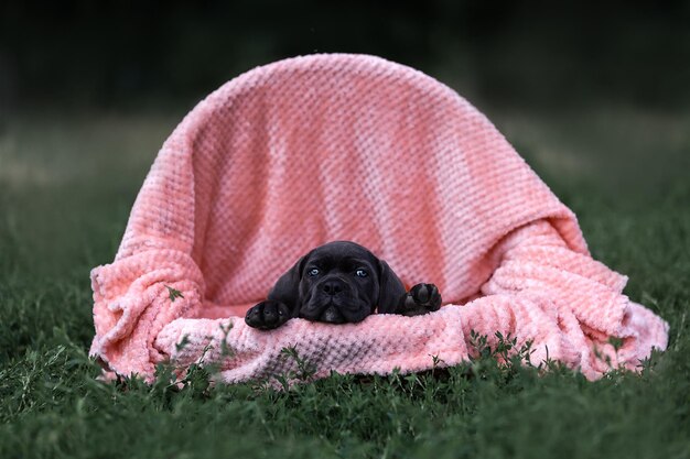 A puppy laying in a bed with a pink blanket that says'doberman '