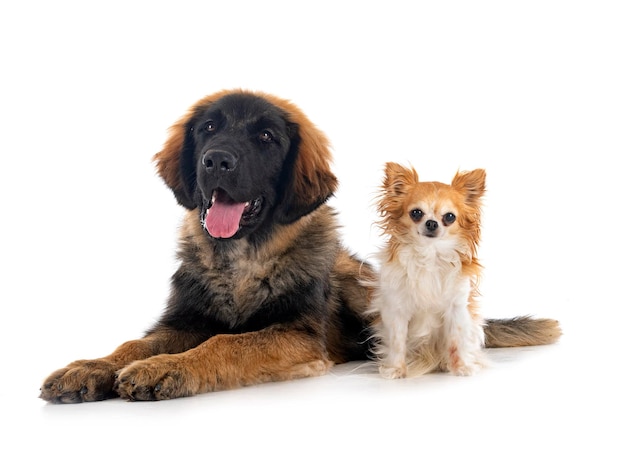 Puppy Leonberger and chihuahua in studio