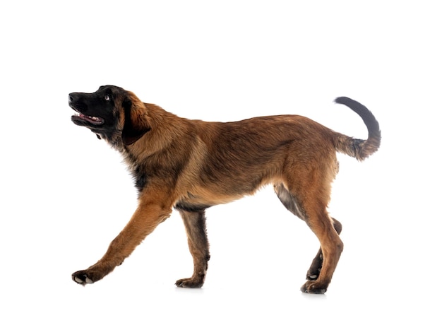 Puppy Leonberger in studio