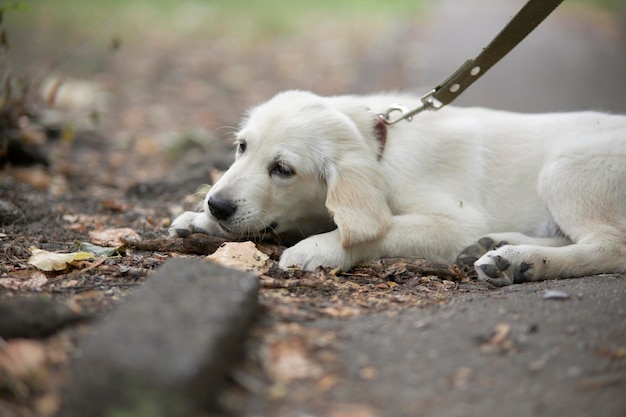 The puppy lies on the street and gnaws a stick Portrait of a puppy golden retriever Cute puppy