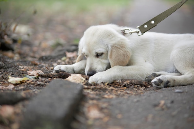 The puppy lies on the street and gnaws a stick Portrait of a puppy golden retriever Cute puppy