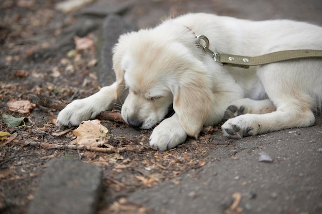 The puppy lies on the street and gnaws a stick Portrait of a puppy golden retriever Cute puppy