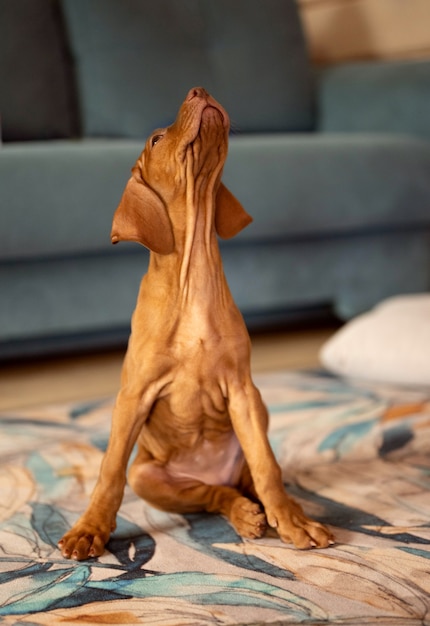 Puppy looking up on sitting on a colorful carpet