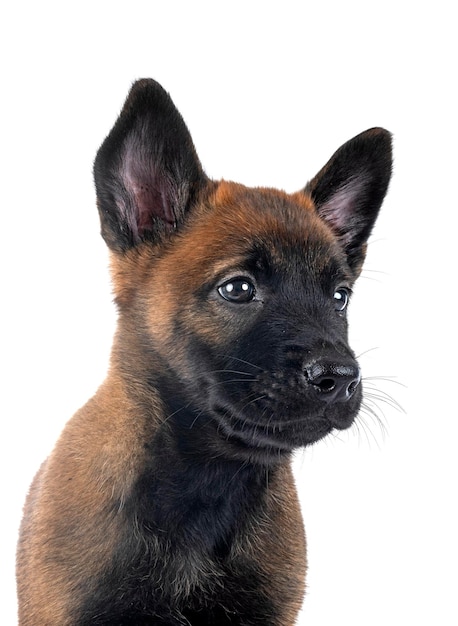 Puppy malinois in studio