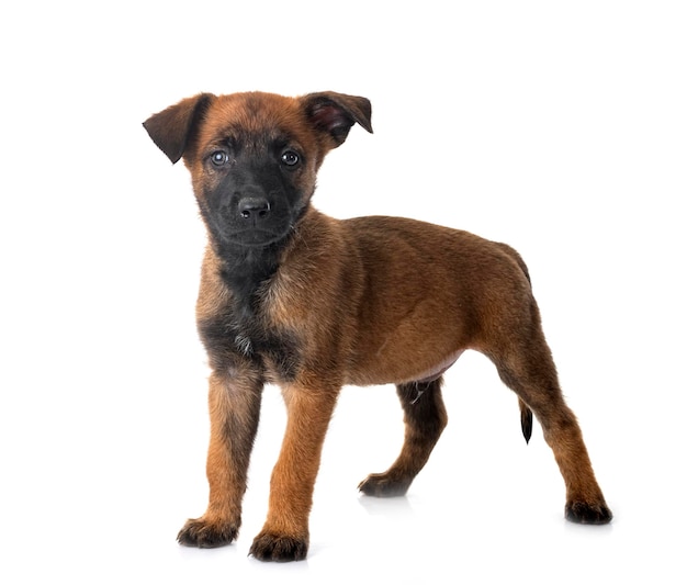 Puppy malinois in studio