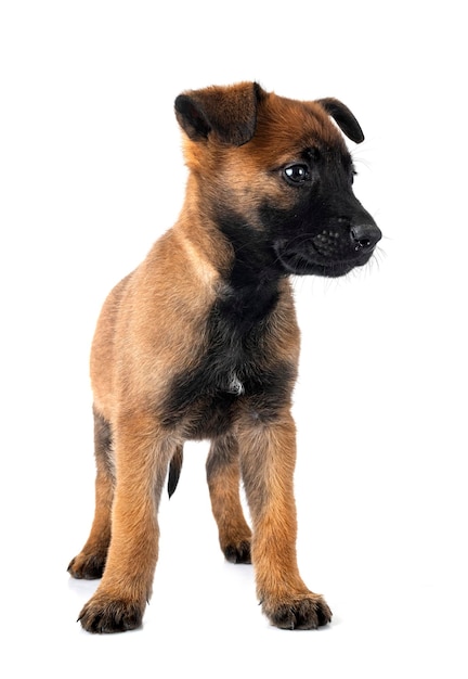 Puppy malinois in studio