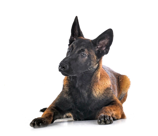 Puppy malinois in studio