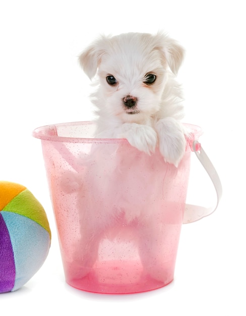 puppy maltese dog