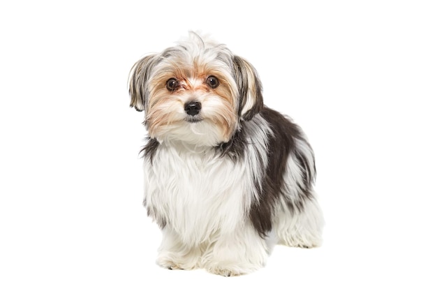 Puppy Maltese lapdog isolated on white background