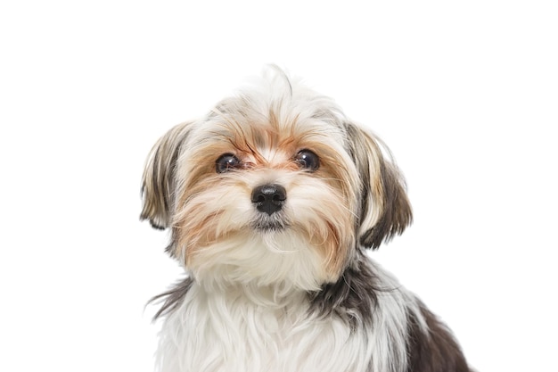 Puppy Maltese lapdog isolated on white background