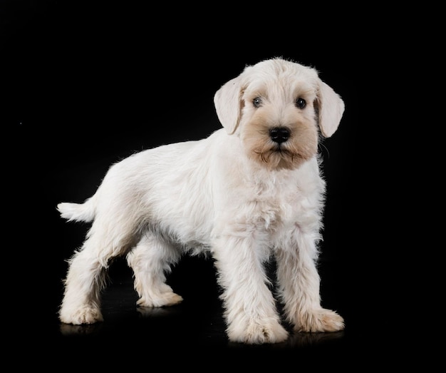 Puppy miniature schnauzer in studio