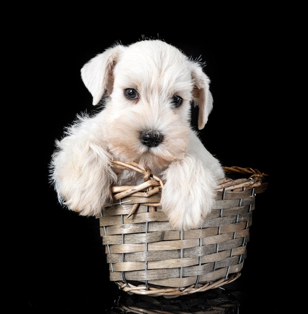 Puppy miniature schnauzer in studio