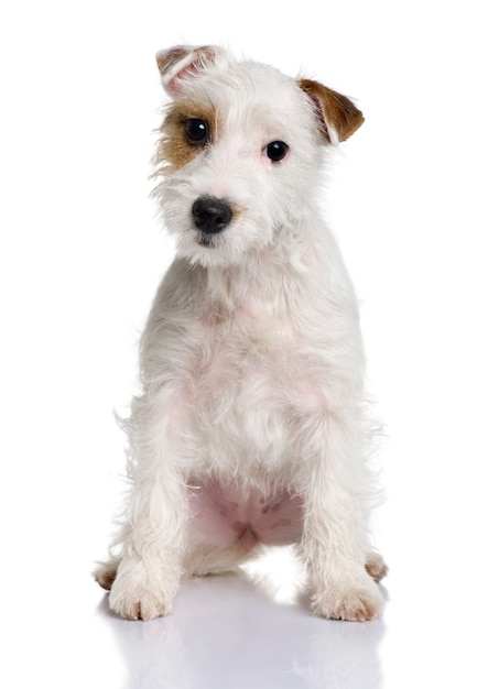 Puppy parson russell terrier   