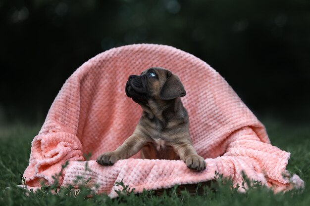 A puppy in a pink blanket with the word puppy on it