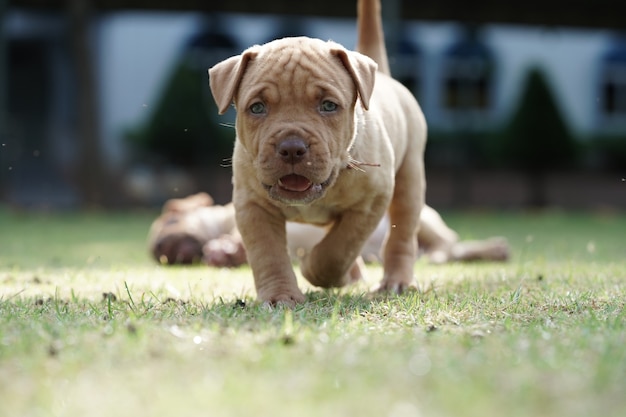 puppy pitbull