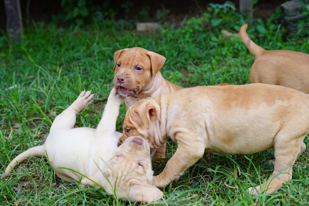 puppy pitbull