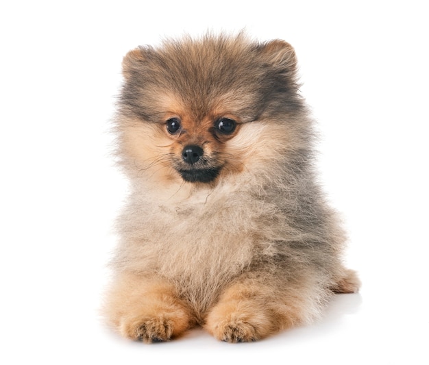 puppy pomeranian in studio