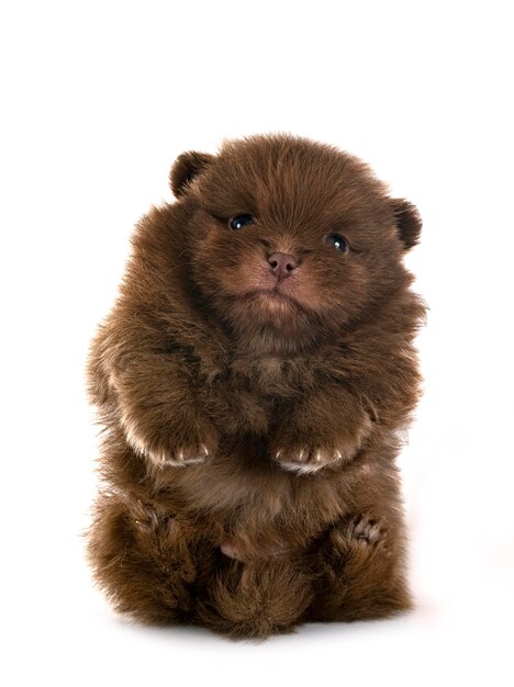 Puppy pomeranian in studio