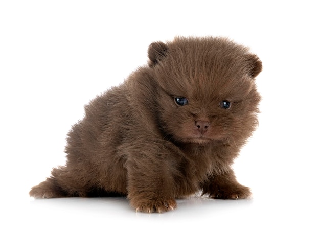 Puppy pomeranian in studio