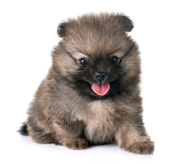 puppy pomeranian in studio