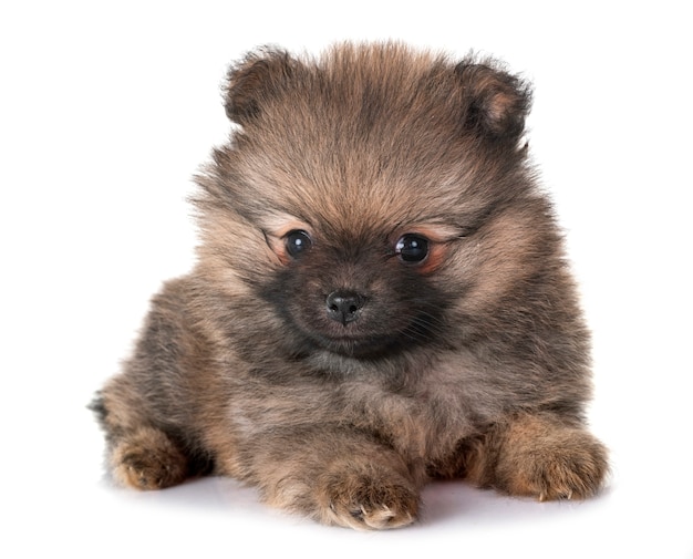 puppy pomeranian in studio