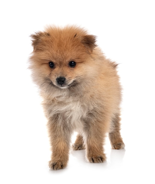 Puppy pomeranian in white isolated