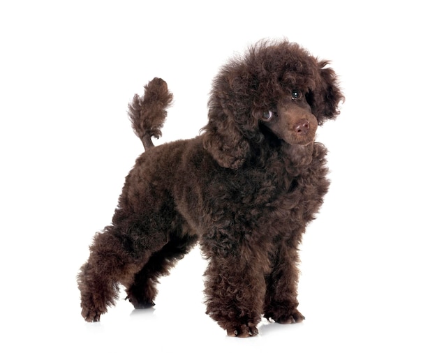 puppy poodle in studio