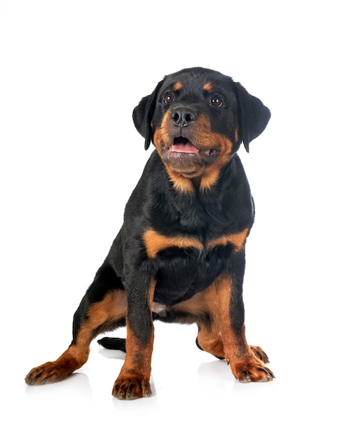 Puppy rottweiler in front of white background