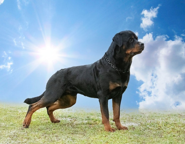 Puppy rottweiler in nature