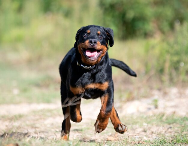 Puppy rottweiler running in the nature in summer