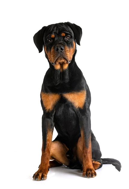 Puppy rottweiler in studio